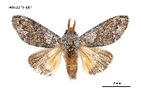 藏品(線茸毒蛾)的圖片